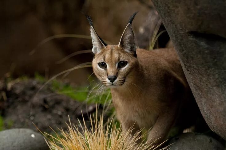 Каракал фото дикая kitten Exotic cat breeds, Caracal, Caracal cat