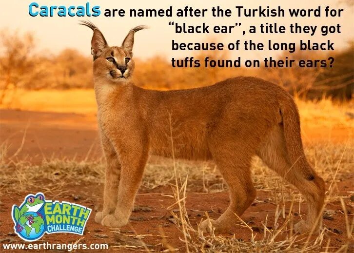 Каракал фото дикая Lovely creations Caracal, Caracal cat, Animals