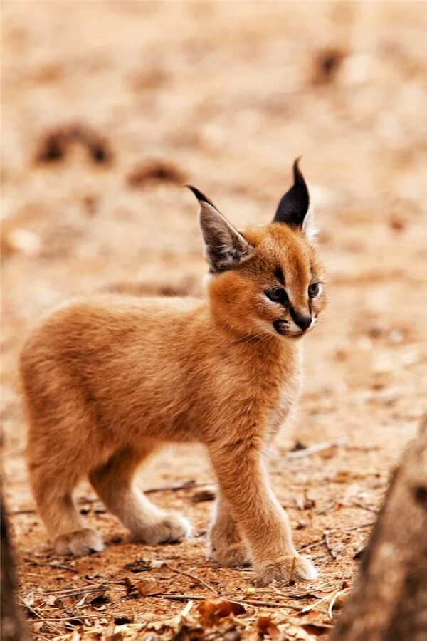 Каракал фото дикая Pin on Caracal