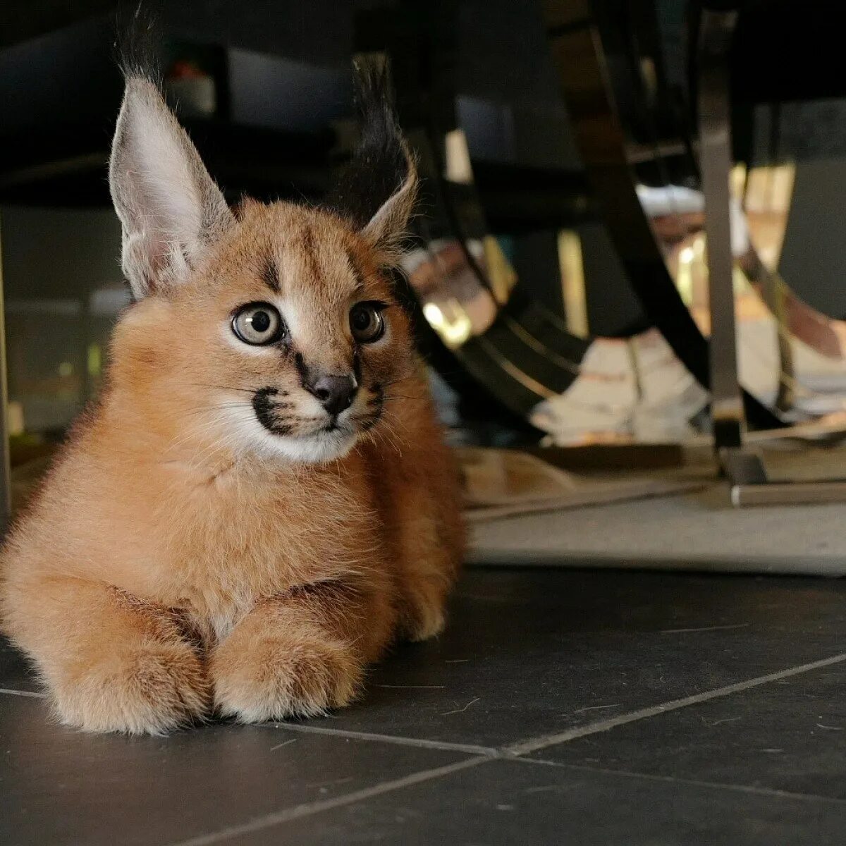 Каракал фото цена котенка в москве Каракал котенка питомник 55 фото - ZooClever.ru