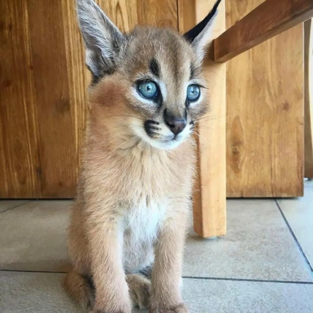Каракал фото цена котенка в москве Котенца serval & caracal за продажба, София