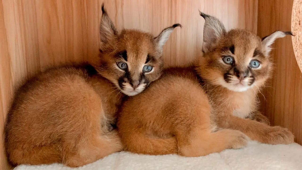 Каракал фото цена котенка в москве Nashville Zoo Baby Boom! Caracal, Cassowary and Kangaroos - YouTube