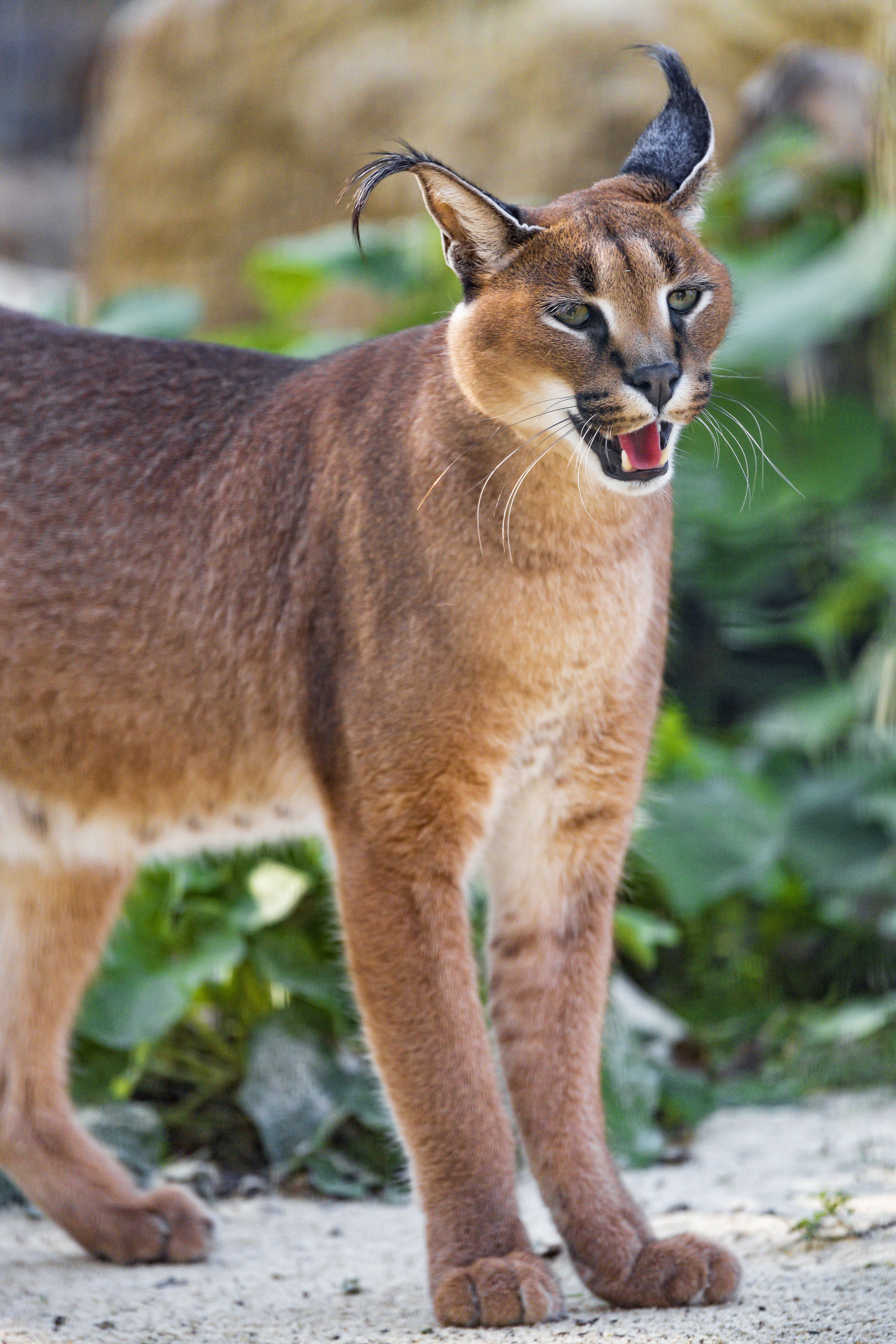 Каракал фото животного Marthe looking a bit funny Caracal cat, Caracal, Wild cats