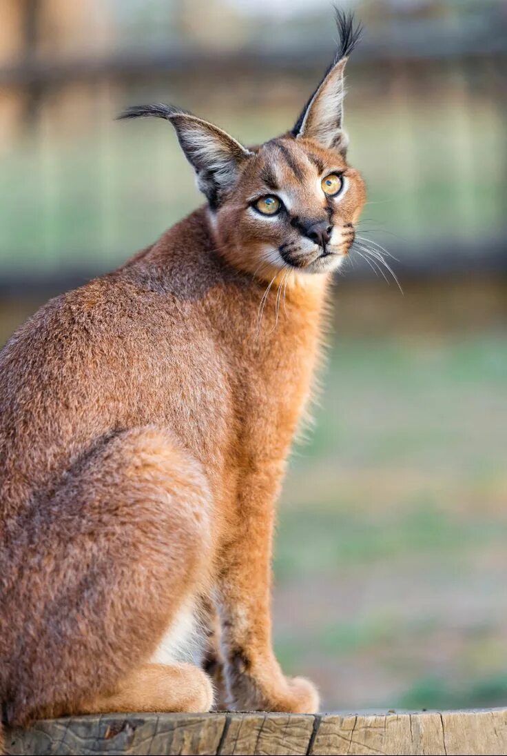 Каракал фото животного Pin by Kozet Mitchell on Cats- Caracals, Servals & other African medium size cat