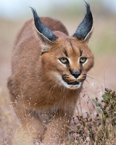 Каракал фото животного Pin by Young D.A on BEAUTIFUL ANIMALS Caracal, Small wild cats, Exotic cats
