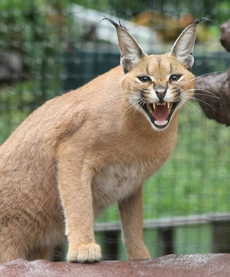 Каракал фото животного Pin on Шлепа in 2024 Caracal, Caracal cat, Funny sleeping animals