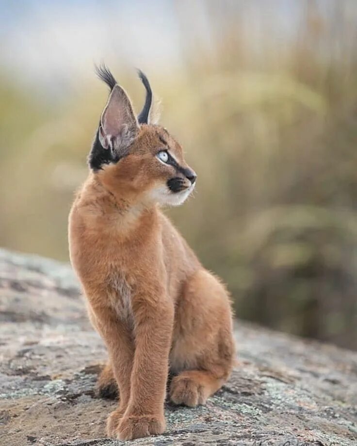 Каракал фото животного Wildlife Animals & Nature Caracal cat, Caracal kittens, Animals