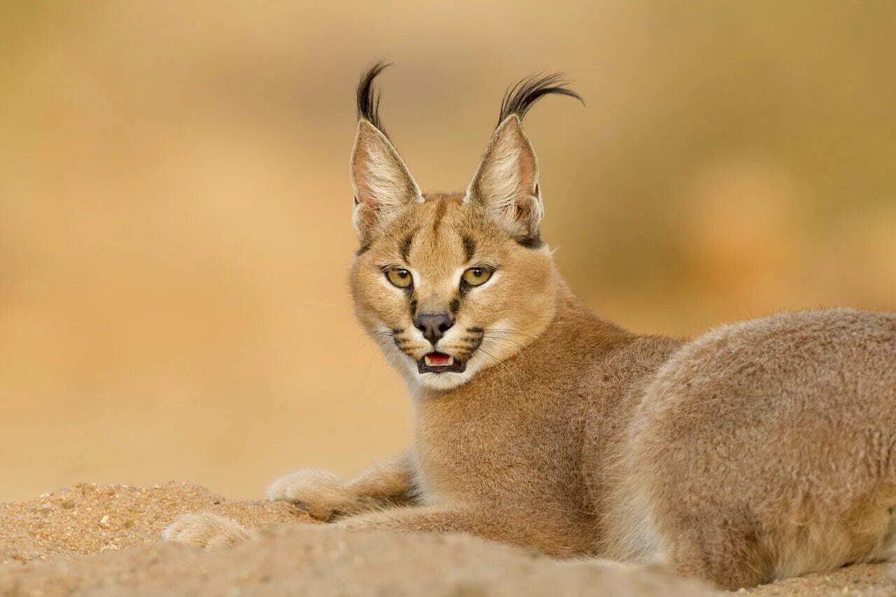 Каракал фото животного Caracal Symbolism - Spirit Animal Totems