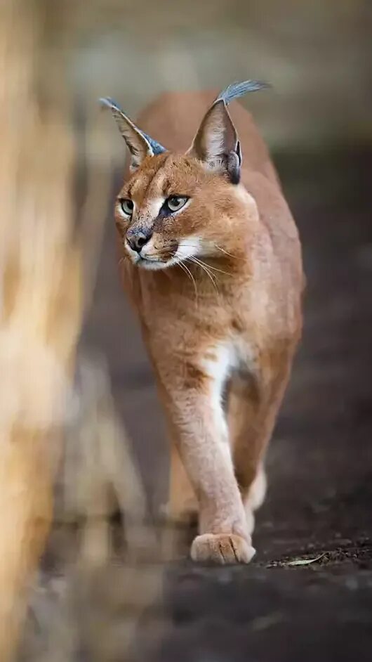 Каракал фото животного Pin by Ali Mansouri on Beautiful Animals Wild cats, Animals wild, Caracal cat