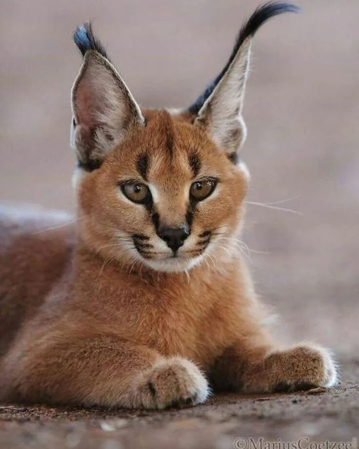Каракал фото животного Lisa Lavender on Instagram: "Today’s Cuteness is a Caracal Cat/Desert Lynx by #w