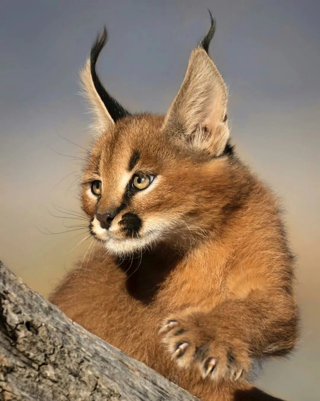 Каракал фото животного Pin on Big Cats