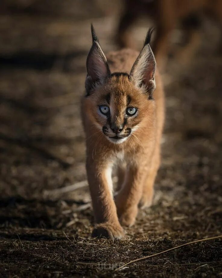 Каракал фото животного Caracal Beauty ♥ ️♥ Photo by @uli_wildlife #WildlifeFriend in 2024 Wild animals p