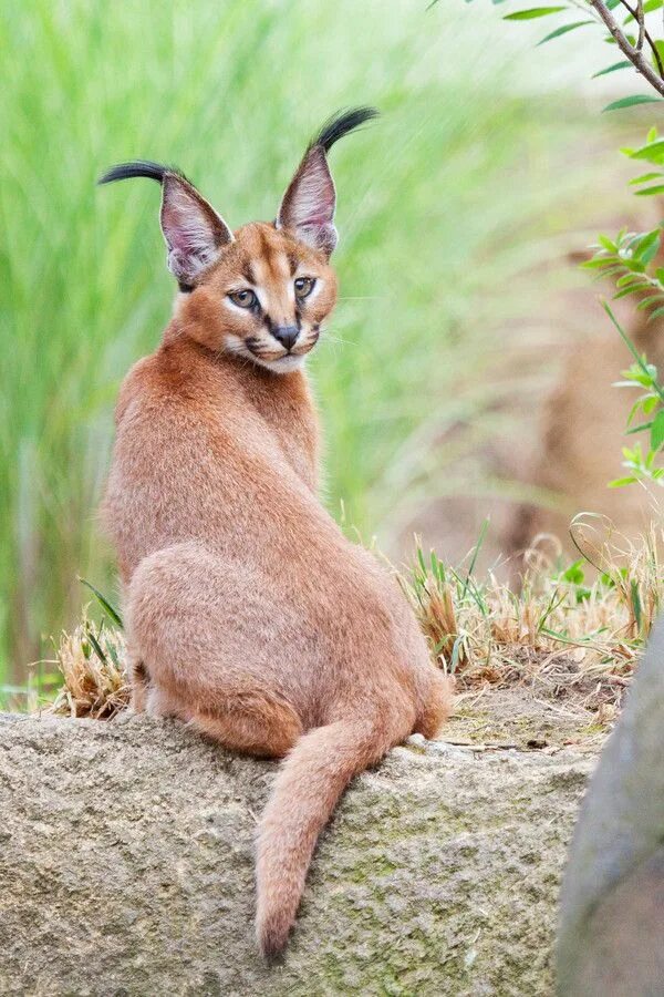 Каракал фото животного Caracal Kitten by Arman Werth / 500px Cute animals, Wild cats, Animals