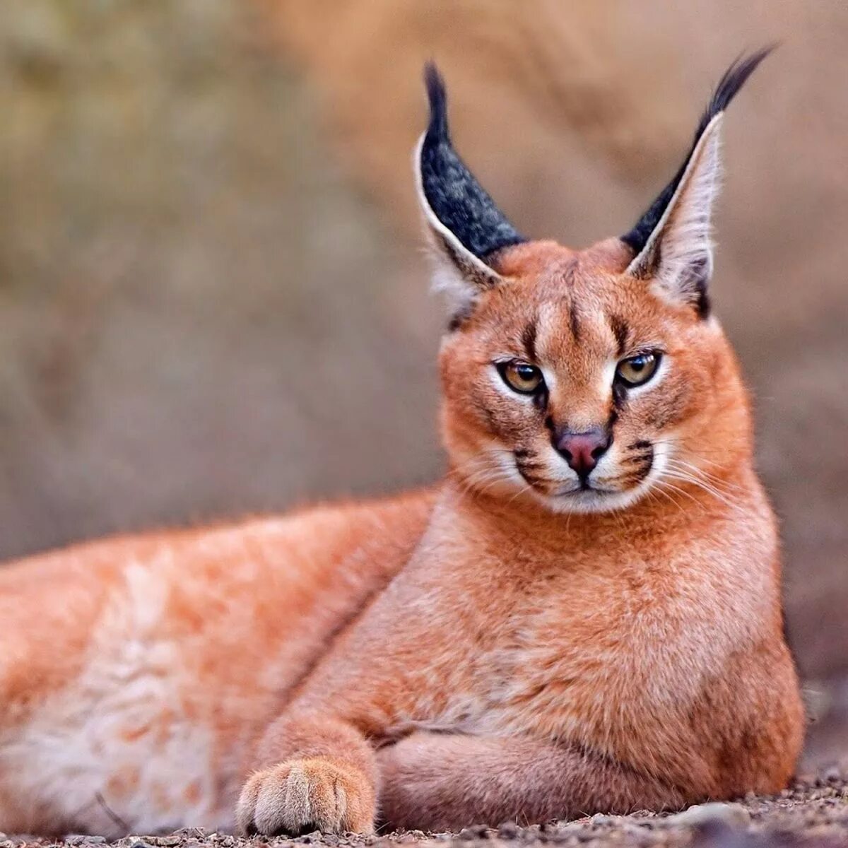Каракал фото животного GATO CARACAL, O GATO GIGANTE ASIÁTICO É CONSIDERADO UM DOS MAIS LINDOS DO MUNDO.
