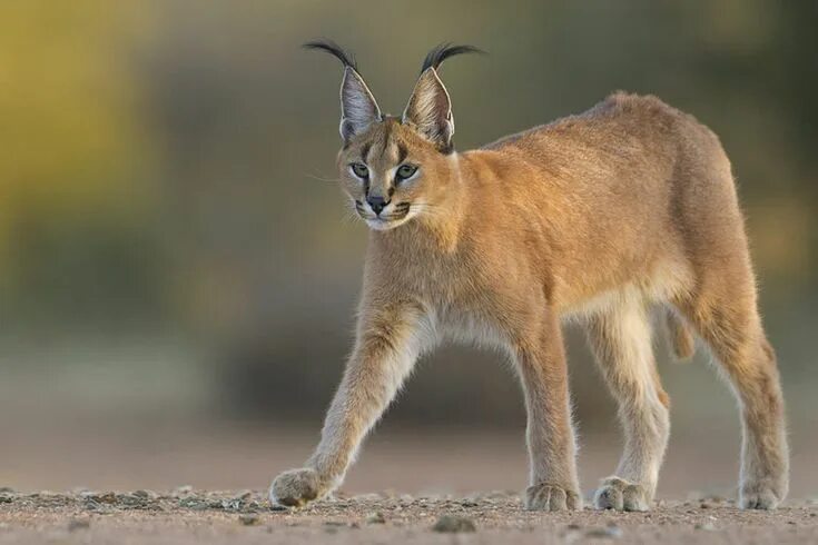 Каракал фото животного All 40 Species of Wild Cats and Where to See Them in the Wild Wild cats, Caracal
