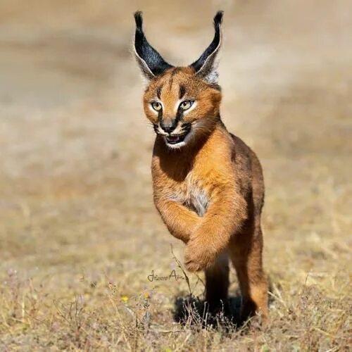 Каракал фото животного Caracal (Caracal caracal) juvenile, family Felidae, found across mu.