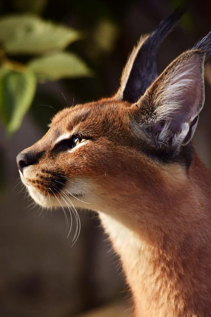 Каракал фото животного Pin by Anders Sandell on Cool animals in 2020 Small wild cats, Animals beautiful