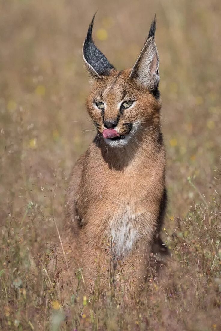 Каракал фото животного Pin on Wild Cats (small)