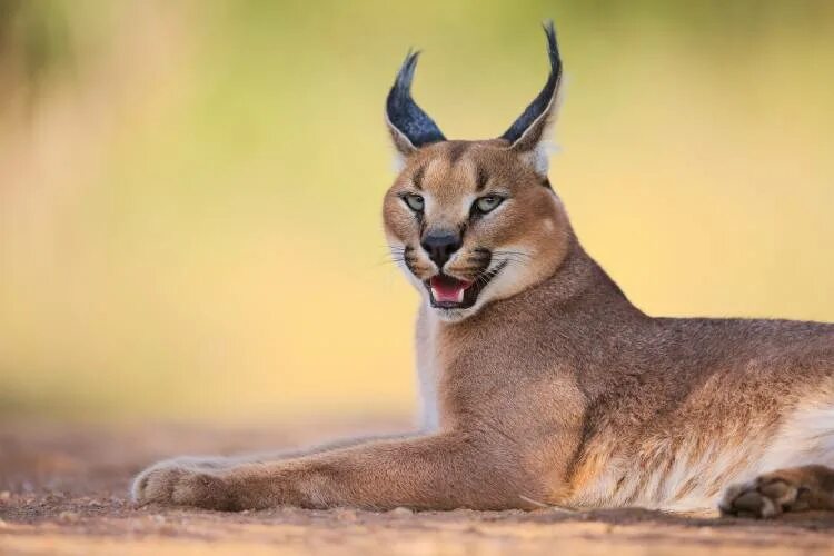 Каракал фото животного Caracal - Hillebrand Breuker as art print or hand painted oil.