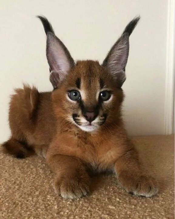 Каракал кошка фото Каракал. Кошка, напоминающая Рысь. Различные истории мира Дзен