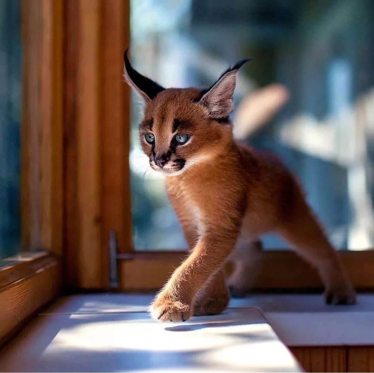 Каракал кошка фото Кошка каракал: описание, характер, уход, цена, фото - Mimer.ru