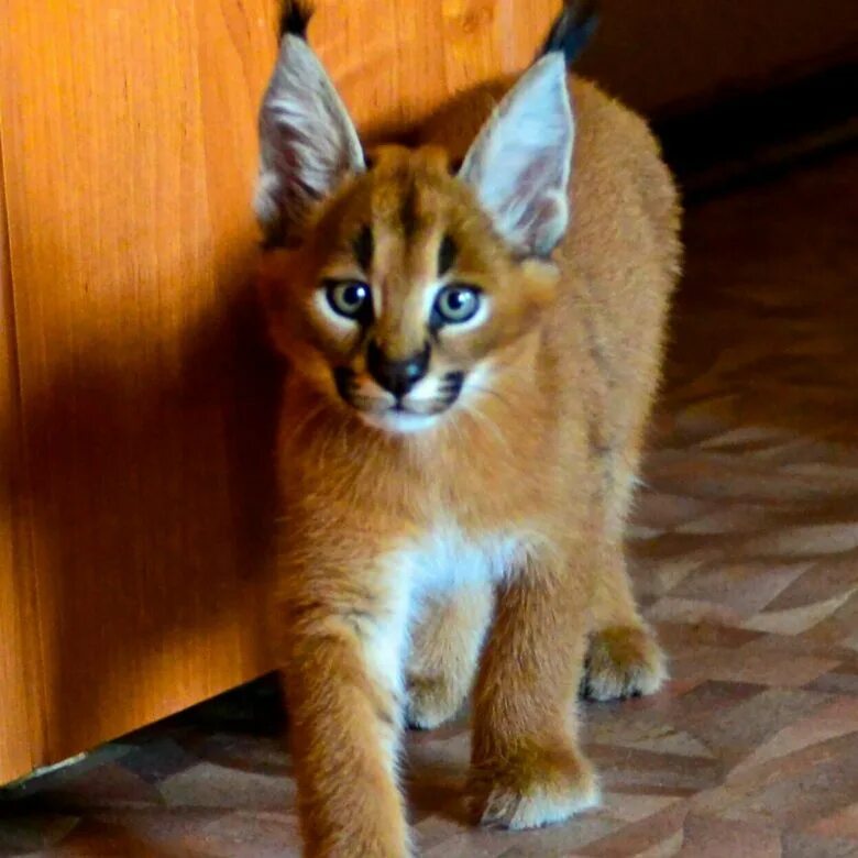 Каракал кошка фото цена в рублях Котёнок каракал - купить в Ворсме, цена 500 000 руб., продано 3 ноября 2018 - Ко