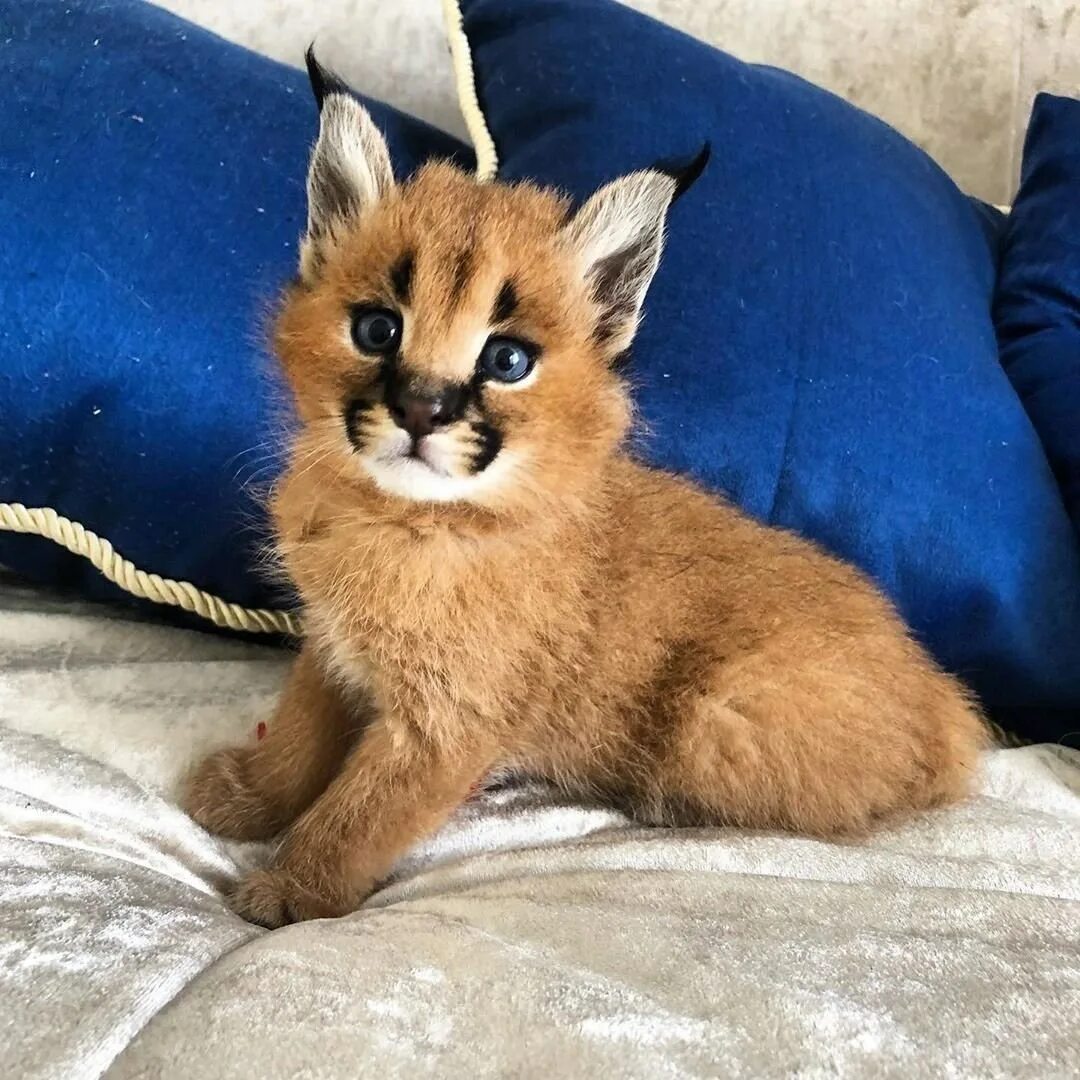 Каракал кошка фото цена в рублях Помесь каракала и кошки 60 фото - ZooClever.ru