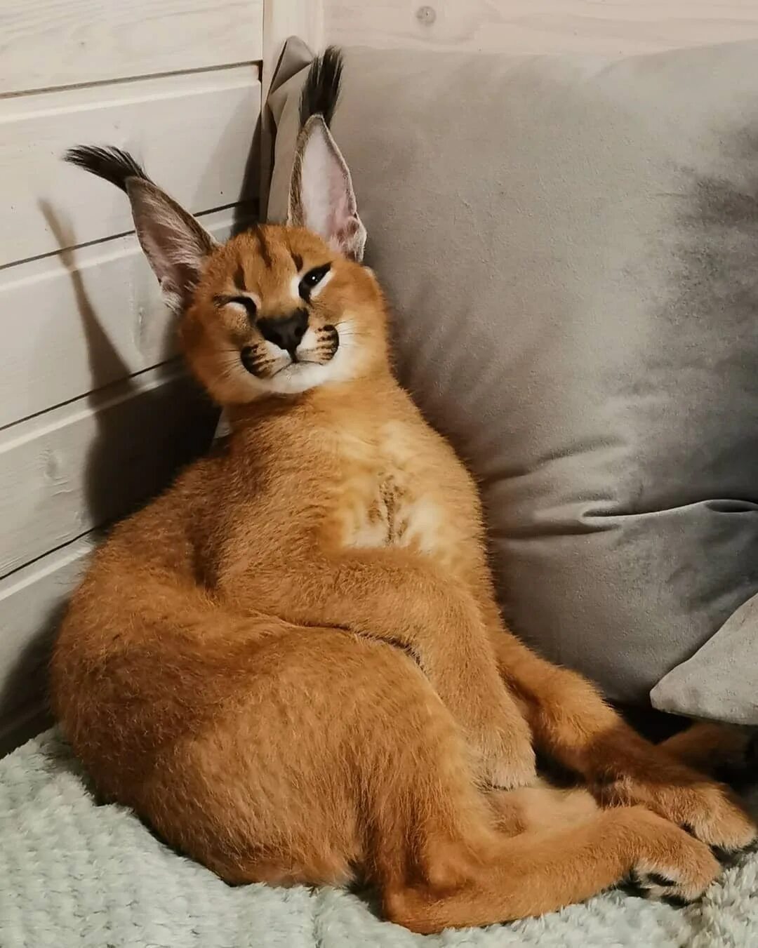 Каракал кошка фото цена в рублях Каракал домашний - картинки и фото koshka.top