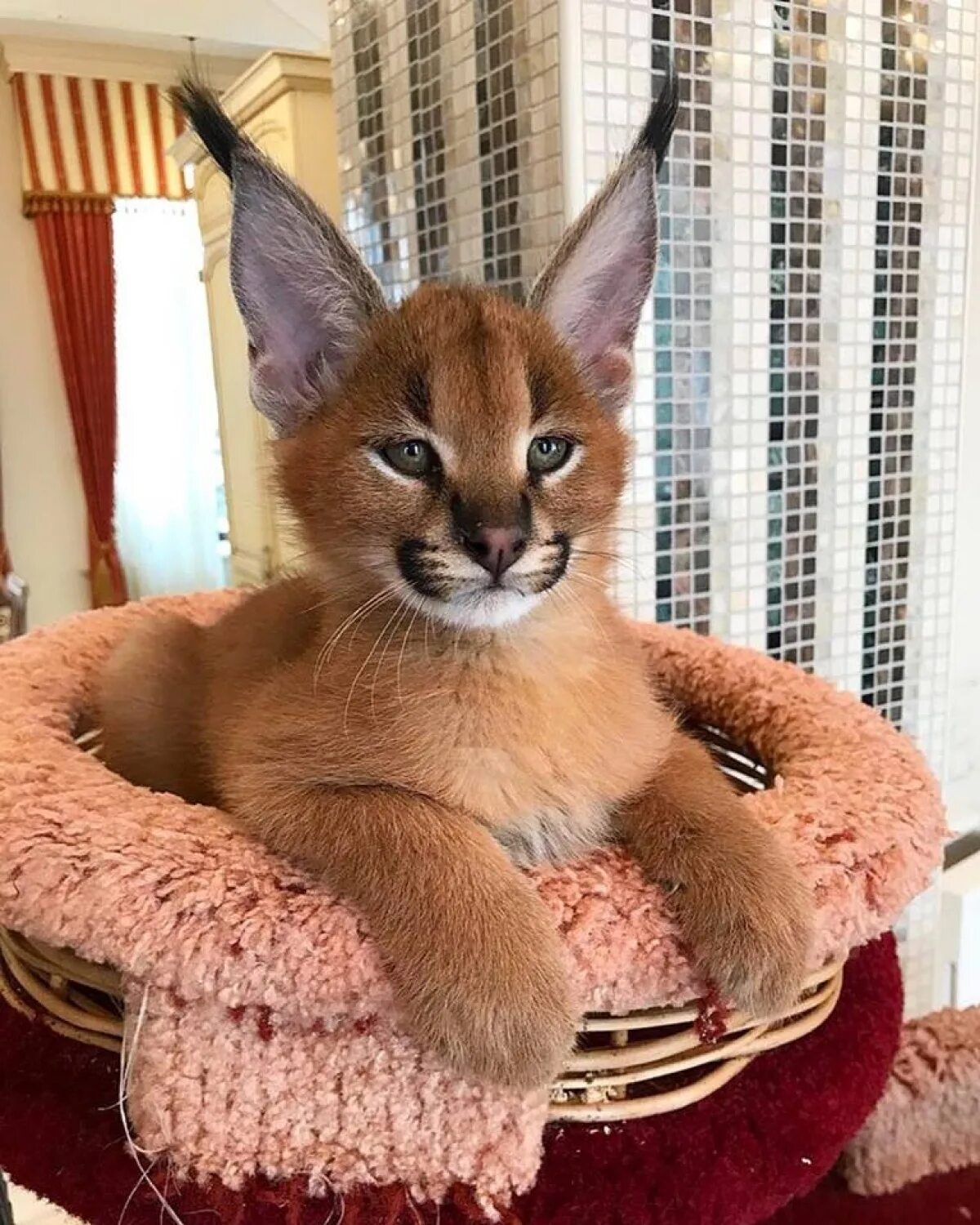 Каракал кошка фото цена в рублях Каракал кошка: описание, характер, фото, цена