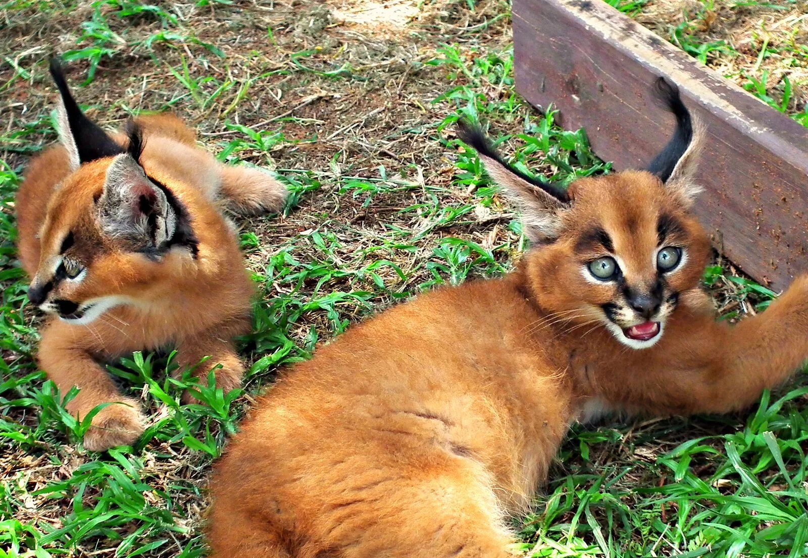 Каракал кошка фото цена в рублях Caracal Kittens (set of 3) - African Cats