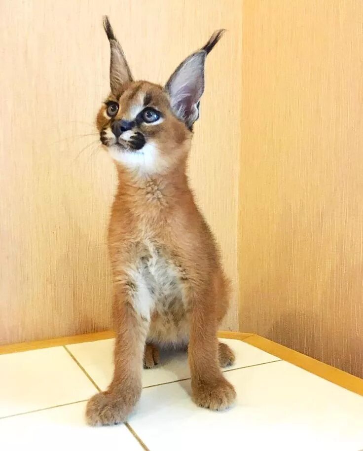 Каракал кошка фото цена в рублях Осторожно: эти котята-каракалы покоряют сердце одним только взглядом Caracal kit