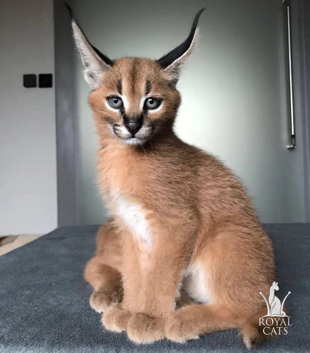 Каракал кошка фото цена в рублях Кошка финик: найдено 90 картинок
