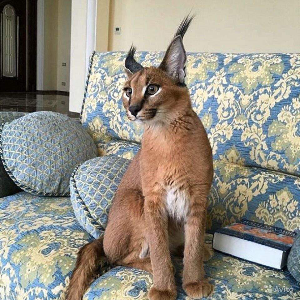 Каракал кошка фото цена в рублях Заметки про котов от Графа:Каракал (Caracal caracal)-Черное ухо Котенок по имени