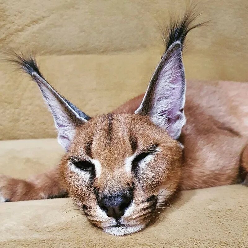 Каракал кошка фото цена в рублях Кот каракал мягкая игрушка