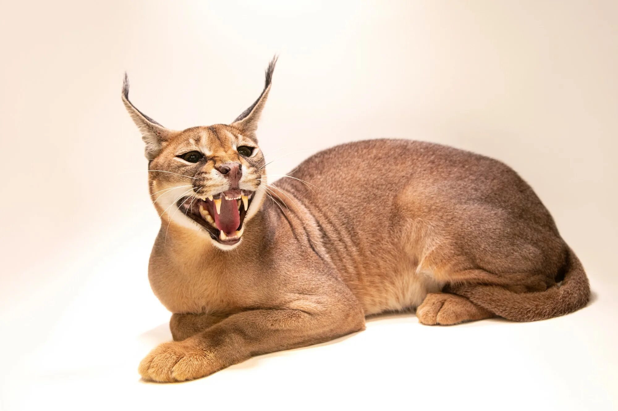 Каракал кошка фото цена в рублях ANI100-00175 - Joel Sartore
