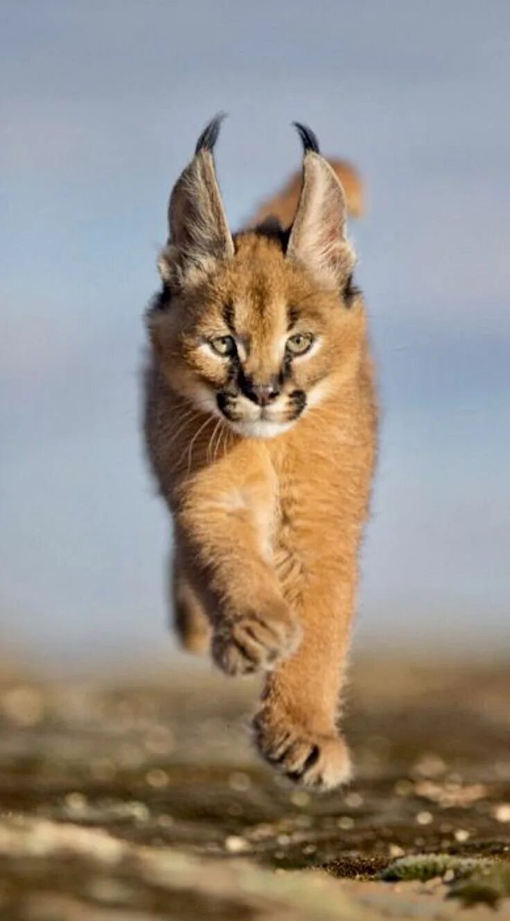 Каракал котенок фото CARACAL - CARACAL - KARAKAL - CARACAL The caracal (Caracal caracal) is a medium-