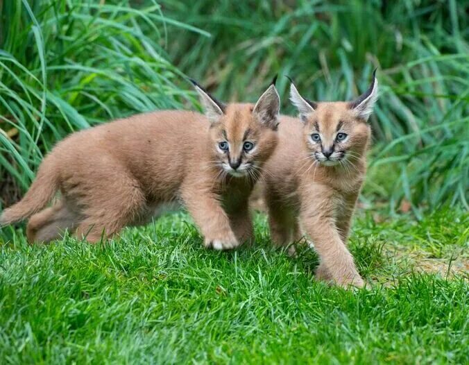 Каракал котенок фото Caracal cubs Caracal kittens, Caracal, Caracal cat