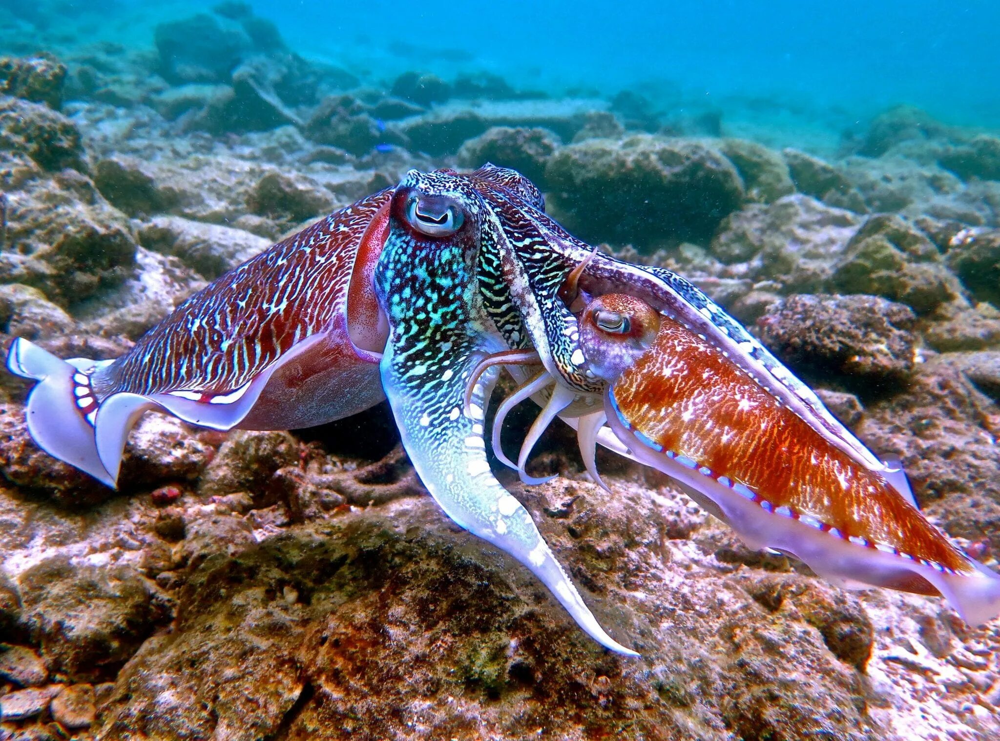 Каракатица фото в природе Остров Вех (Palau Weh) снорклинг