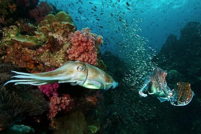 Каракатица фото в природе Pharaoh cuttlefish by Steve De Neef. I came across these pharaoh cuttlefish duri