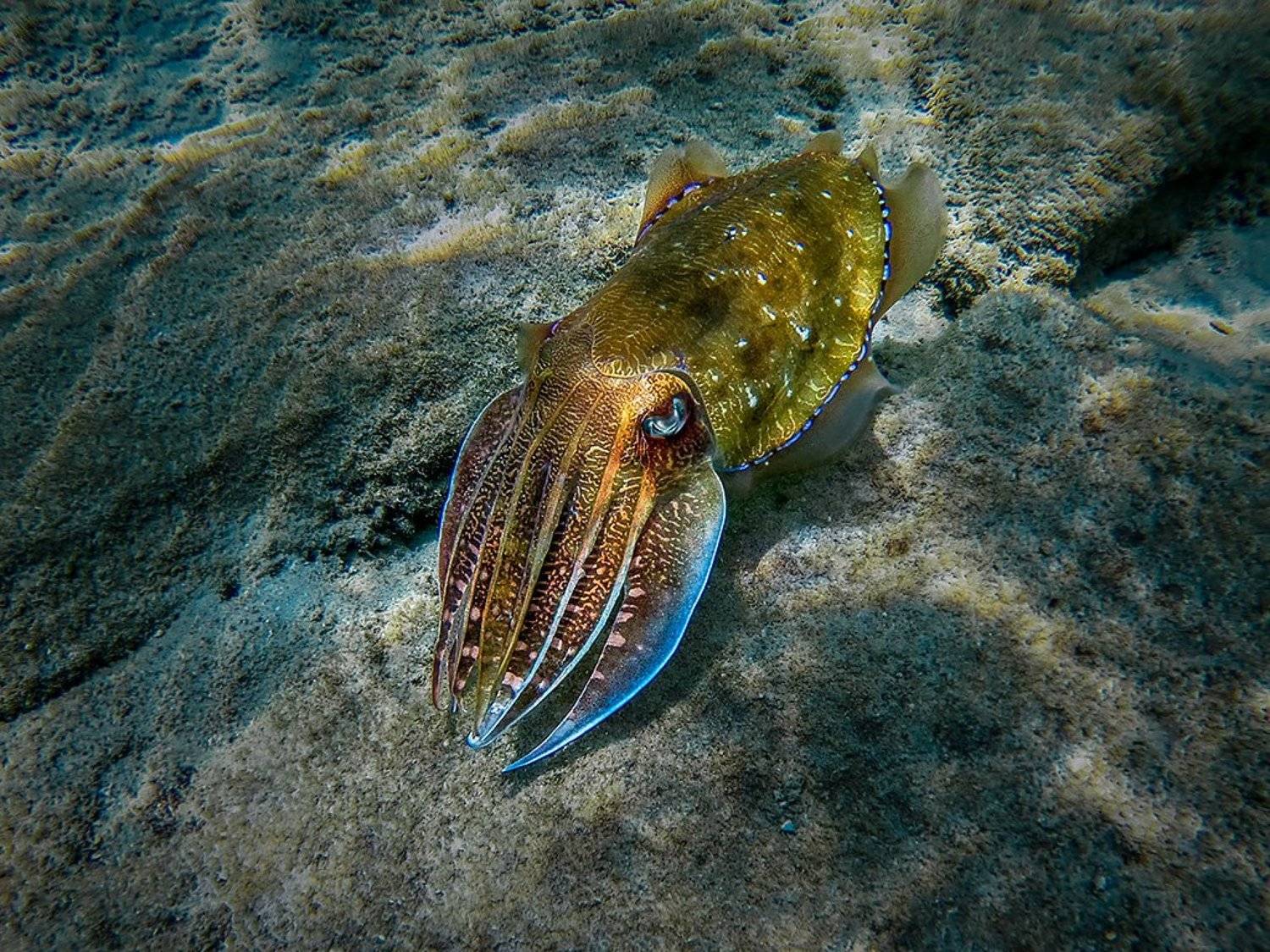 Каракатица фото в природе Photo contest Ocean dwellers in their natural environment - 35AWARDS