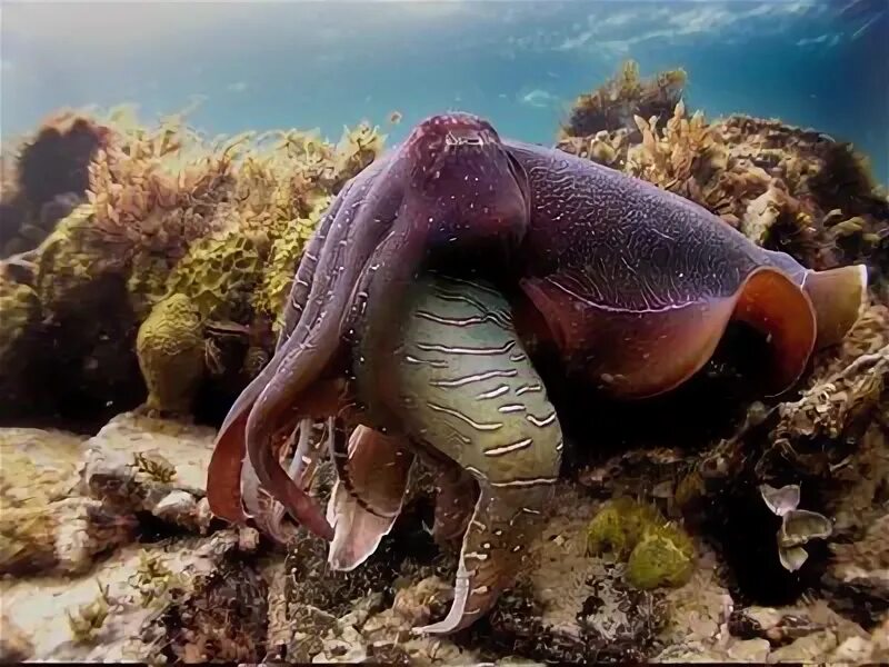 Каракатица фото в природе Experience the Giant Australian Cuttlefish with Whyalla Diving Services Sea anim