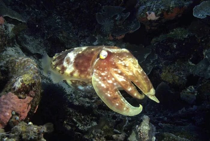 Каракатица фото в природе The Giant Cockroach (Sepia apama) The Australian giant cuttlefish is the largest