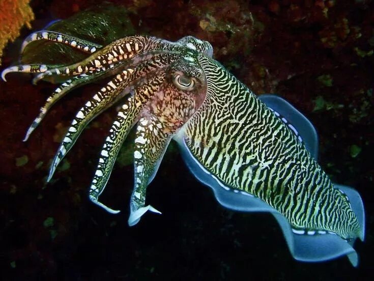 Каракатица фото в природе 75 Stunning Oceanic Invertebrates That Deserve A Closer Look Deep sea creatures,