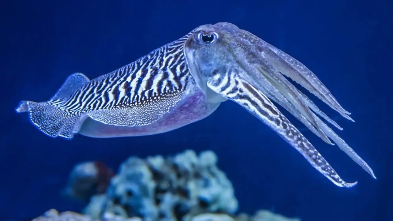 Каракатица фото в природе 15 Fin-tastic Facts About The Cuttlefish For Kids - YouTube