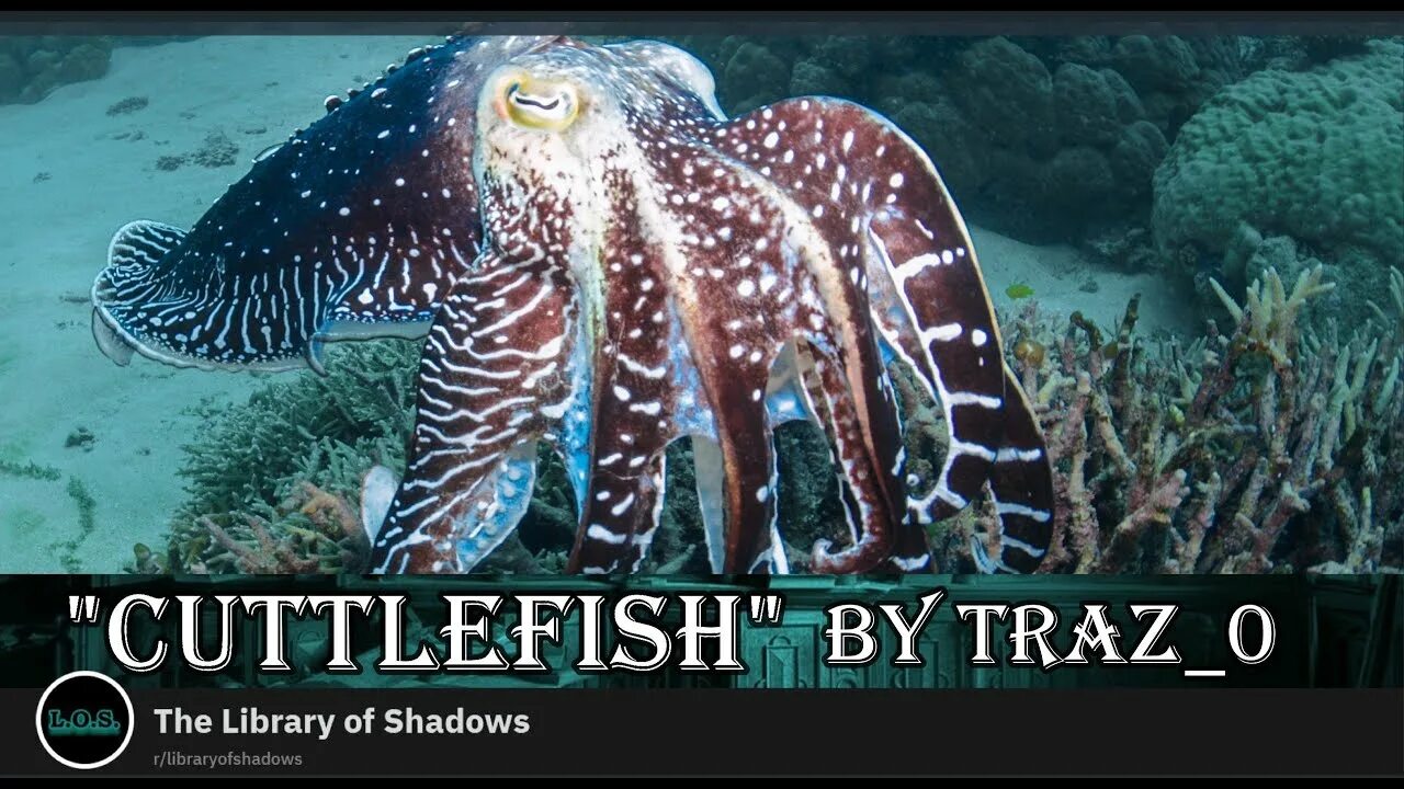 Каракатица фото в природе Short Sci-Fi Story Cuttlefish By Traz_O - YouTube