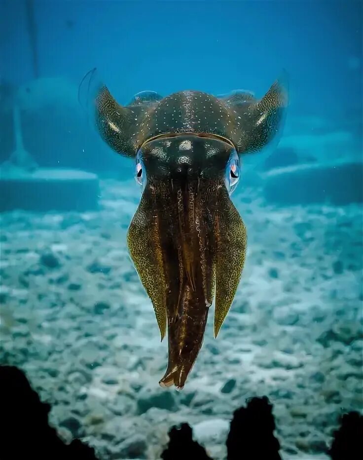 Каракатица фото в природе Alienlike Cuttlefish-foton och fler bilder på Caribbean Reef Squid - iStock