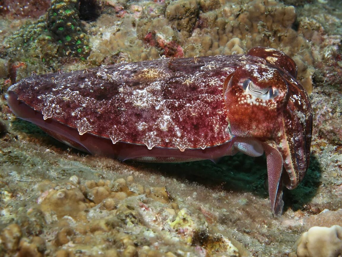 Каракатица фото в природе Cephalopod (Octopus, Squid, Cuttlefish) Wallpaper