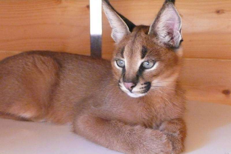Каракет кошка фото Фото каракета
