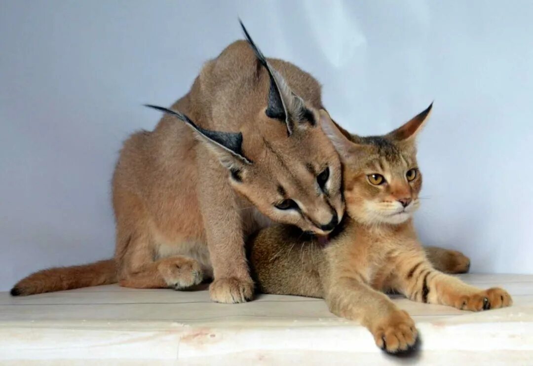 Каракет кошка цена фото Котята породы Чаузи отец болотная рысь, камышовый кот! - Доска бесплатных объявл