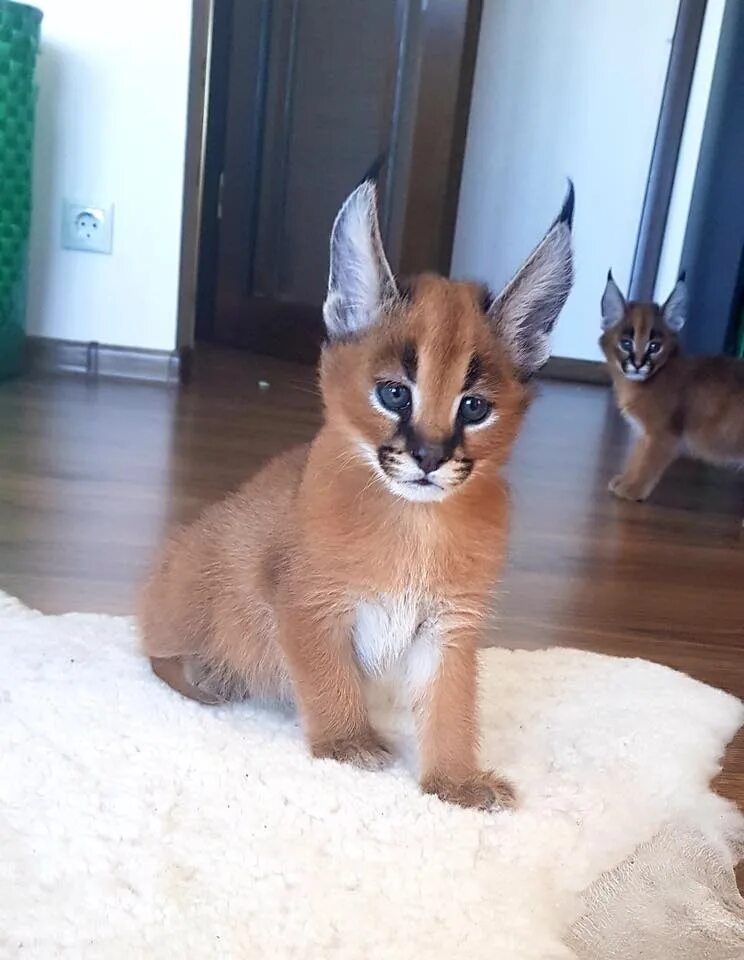 Каракет кошка цена фото caracal kitten : infonid.com